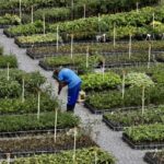 Detentos plantam árvores para ajudar na recuperação deles e da natureza