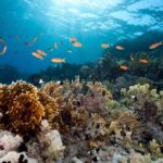 Maior encontro capixaba sobre Ciências Oceânicas será realizado no dia 2 de julho em Vitória
