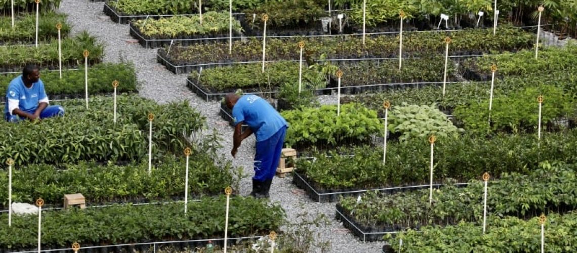 Detentos plantam árvores para ajudar na recuperação deles e da natureza